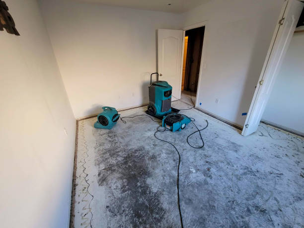 Best Water damage contractors near me  in Bellview, FL