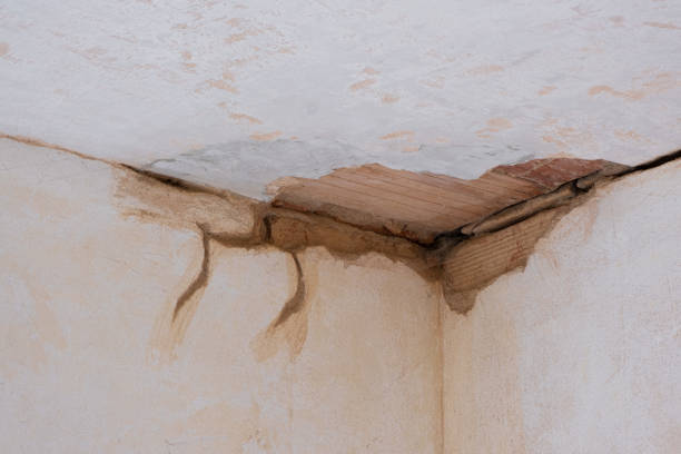 Best Sewage cleanup and water damage restoration  in Bellview, FL