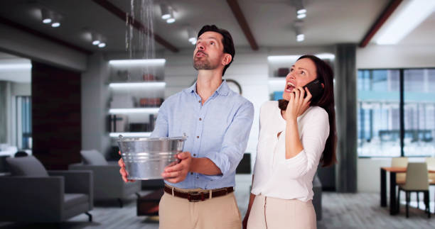 Best Mold removal after water damage  in Bellview, FL